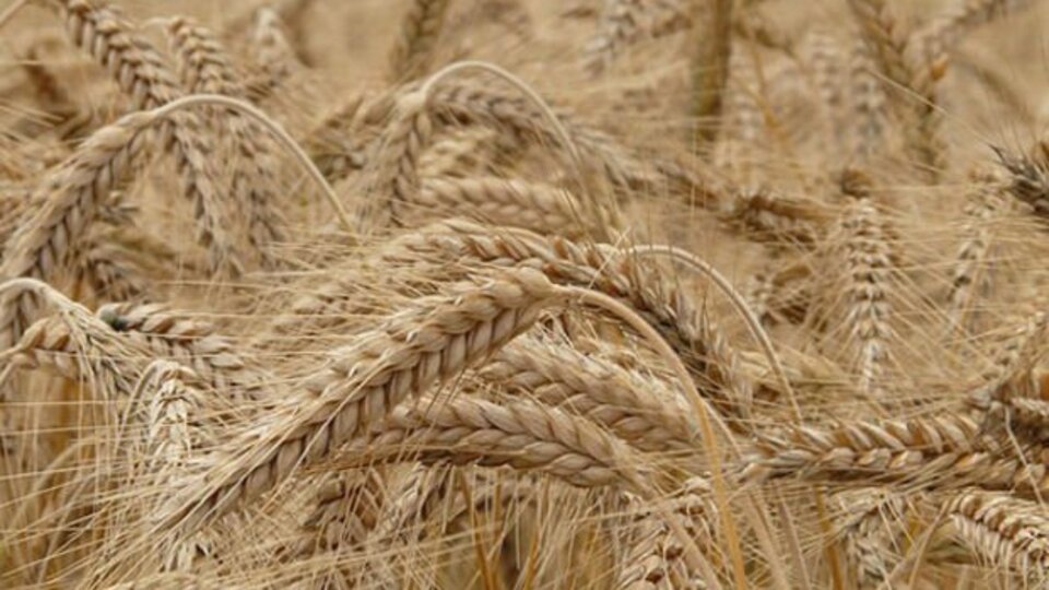 Sağlıklı kişilerde glutensiz beslenme doğru mu, yanlış mı?