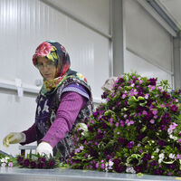 Avrupa'da 50 euro, Türkiye'de 2 euro