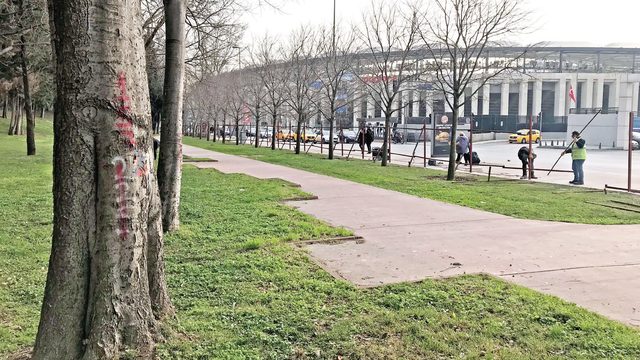 Maçka'daki ağaçların akıbeti belli oldu