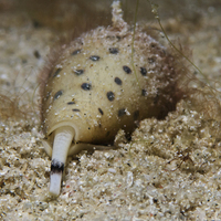 Dirseğinden çıkan canlı şoke etti!