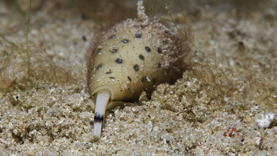 Dirseğinden çıkan canlı şoke etti!