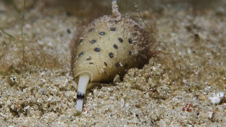 Dirseğinden çıkan canlı şoke etti!