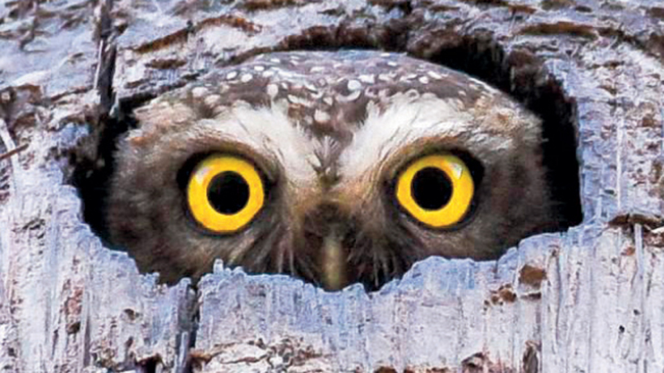 Kamufle olmaya çalışırken yakalandı!