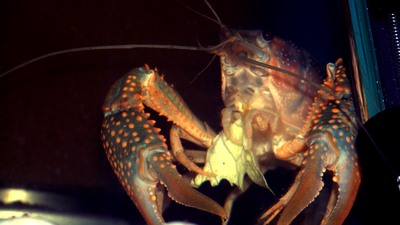 Dünyayı istila ediyor! Avrupa yasakladı!