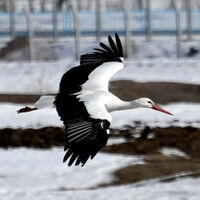 Bu yıl da erken geldiler