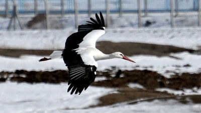 Bu yıl da erken geldiler
