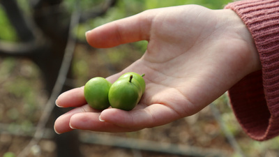 İlk erik çıktı, fiyatı dudak uçuklatıyor!