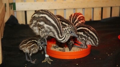 Dev yeşil yumurtalardan çıkanlar şaşkına çevirdi!