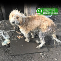 Aç ve susuz zincirlenerek ölüme terk edildi