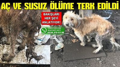 Aç ve susuz zincirlenerek ölüme terk edildi