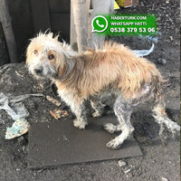 Zincirlenerek ölüme terk edilen köpek kayboldu!
