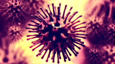 Domuz gribinden 3 ayda 84 kişi öldü