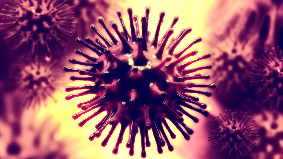 Domuz gribinden 3 ayda 84 kişi öldü