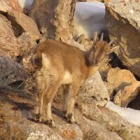 Öksüz yavru yaban keçisinin yaşam mücadelesi kameralara takıldı