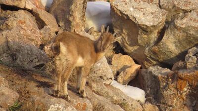 Öksüz yavru yaban keçisinin yaşam mücadelesi kameralara takıldı