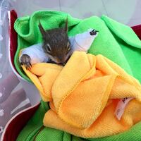 Yaralı sincap için seferber oldular! 19 yaşındaki genç kapanda bulmuştu...