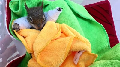 Yaralı sincap için seferber oldular! 19 yaşındaki genç kapanda bulmuştu...