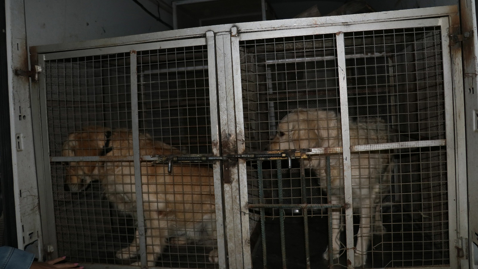 Köpeğe şiddete polisten gözaltı