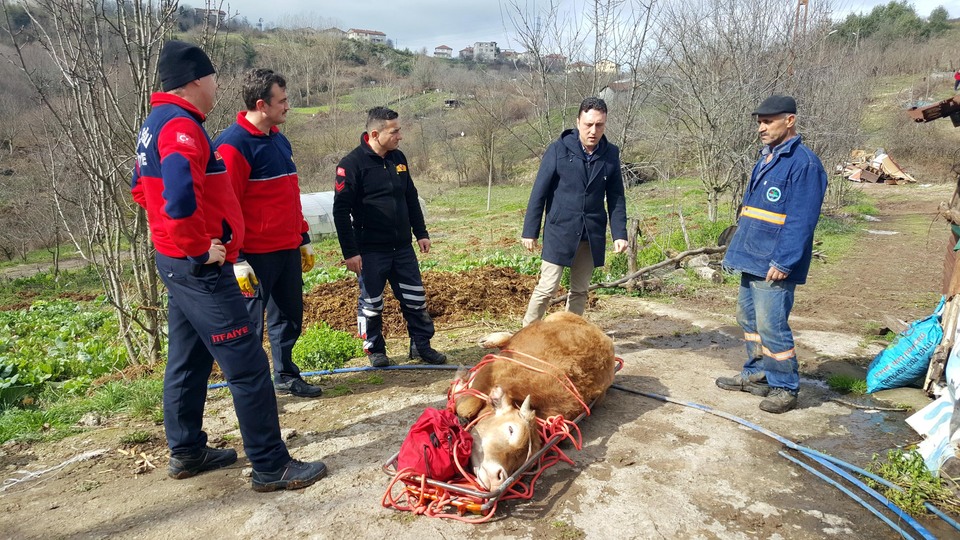 Dana kurtarma operasyonu... Sedyeyle taşıdılar!