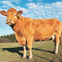 Mezbahaya giderken kaçtı, yüzerek adaya ulaştı!