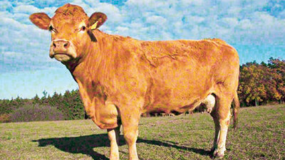 Mezbahaya giderken kaçtı, yüzerek adaya ulaştı!