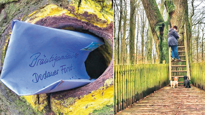 Almanya'da 500 yıllık aşk çınarı!