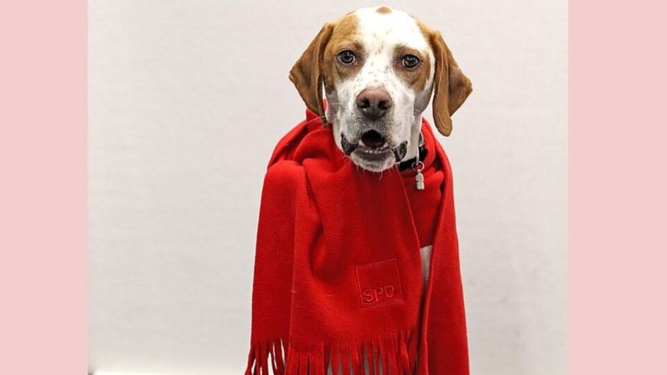 Bild gazetesinin SPD'ye oyunu: Köpek Lima!
