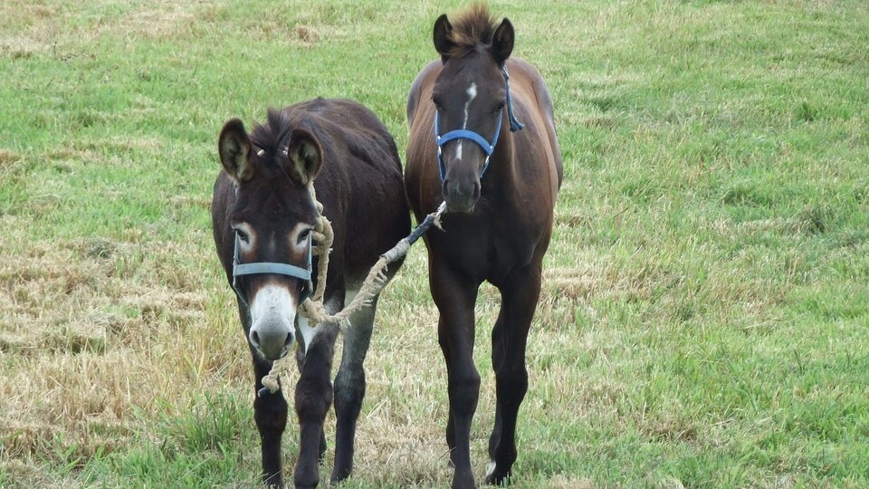 At ve eşeklere kimlik geliyor