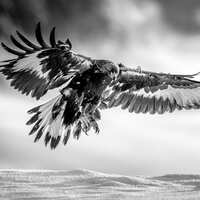 Yılın en iyi fotoğrafları belli oldu