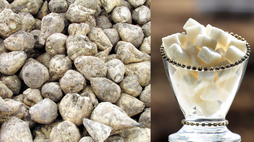 Pancardan zehir çıktı!