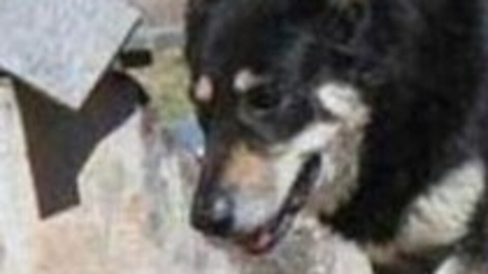 12 yıl sahibinin mezarı başında yaşamıştı! "Capitan" öldü