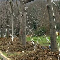 Maçka Parkı'ndaki 176 ağaç Sarıyer'deki tabiat parkına dikildi