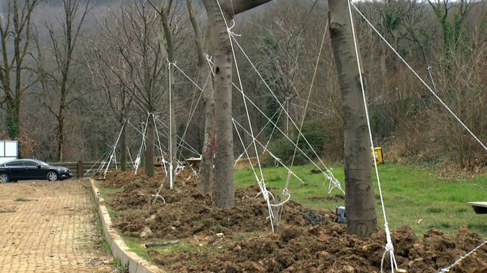Maçka Parkı'ndaki 176 ağaç Sarıyer'deki tabiat parkına dikildi