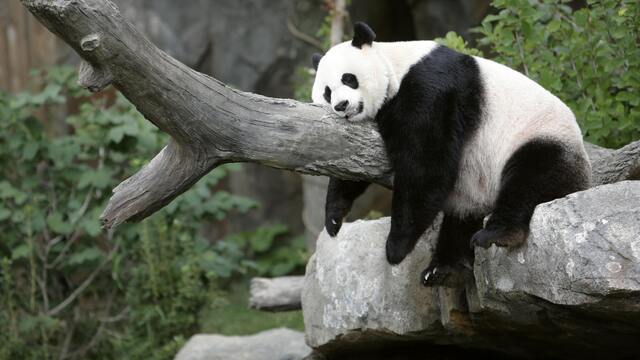 "Panda piyasası" için 3 kuruma yetki