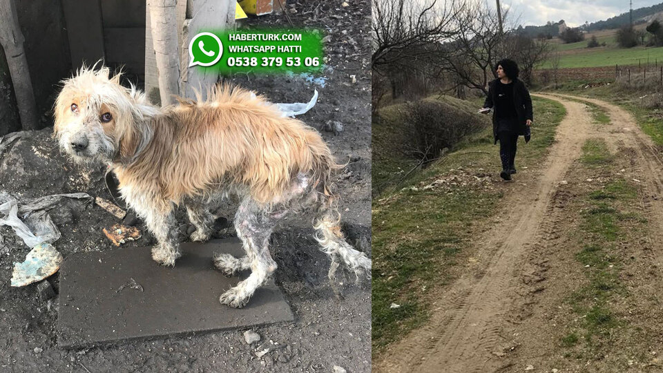 O köpek kayıp! Bulana para ödülü verecek