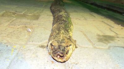 Avcılar şaşkınlıkla inceledi!