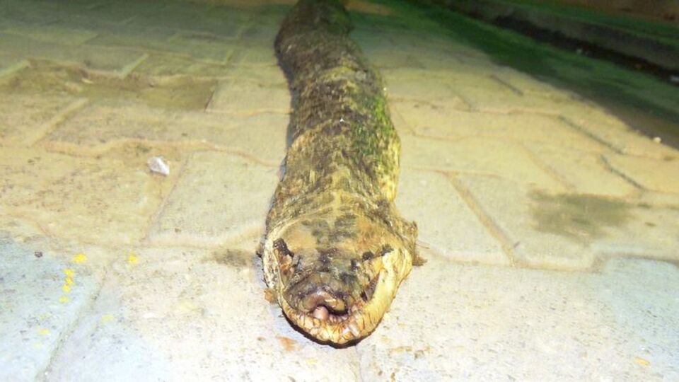 Avcılar şaşkınlıkla inceledi!