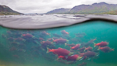 Somonu fırına mı versek?