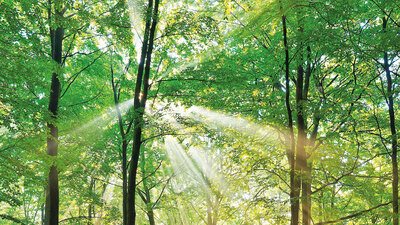 Yeşil bilmece: Sevip konuşuyor ama insan değil