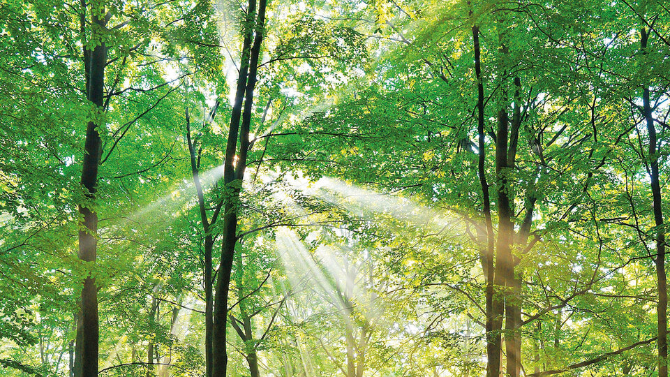 Yeşil bilmece: Sevip konuşuyor ama insan değil