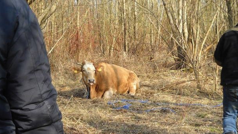 Mezbahaya giderken yüzerek adaya kaçan inek yakalandı yakalanmasına ama...