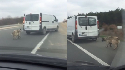 Köpeği araca bağlayıp sürüklemişti! İfadesi ortaya çıktı