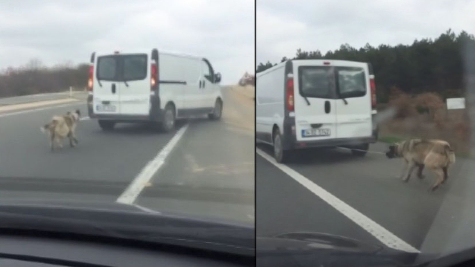 Köpeği araca bağlayıp sürüklemişti! İfadesi ortaya çıktı