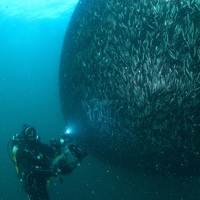 Kafa karıştıran açıklama! 150 bin ton hamsi nerede?