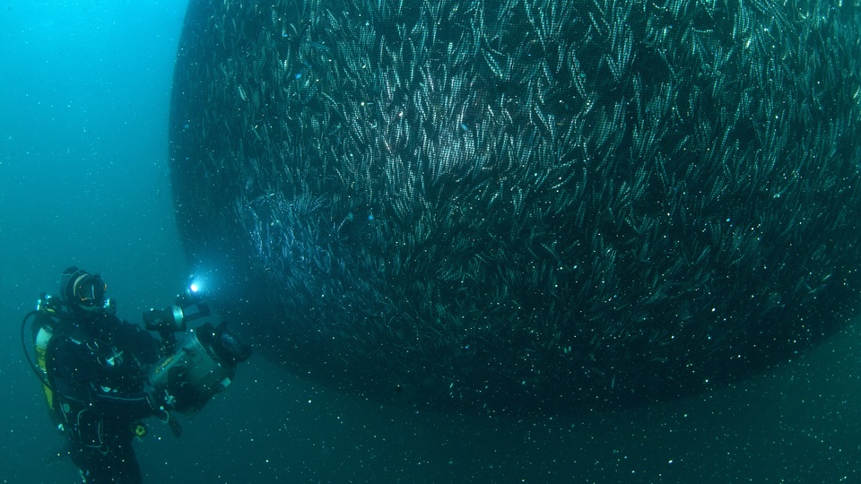 Kafa karıştıran açıklama! 150 bin ton hamsi nerede?