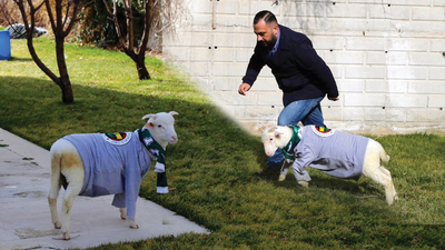 Futbol tutkunu "kuzu Alex" fenomen oldu