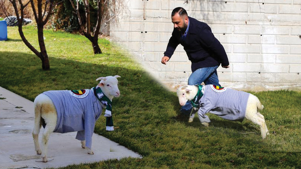 Futbol tutkunu "kuzu Alex" fenomen oldu