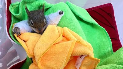 Hayvanseverler seferber olmuştu! Yaralı sincaptan üzücü haber