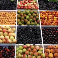 Uzmanlar önerdi: "Meyvenin kurtlu olanını tüketin"