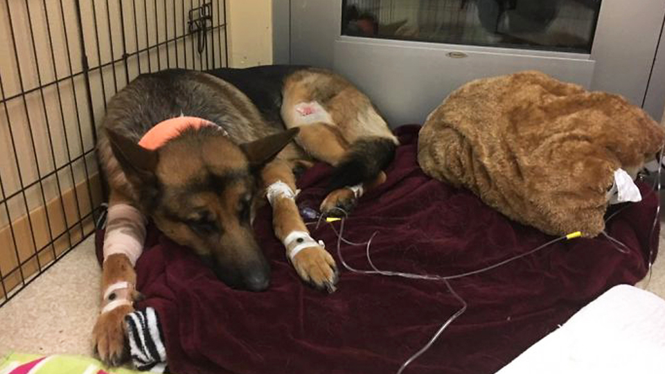 3 yerinden vuruldu ama pes etmedi! Sahibini korumak için ölümü göze aldı